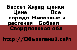 Бассет Хаунд щенки › Цена ­ 20 000 - Все города Животные и растения » Собаки   . Свердловская обл.